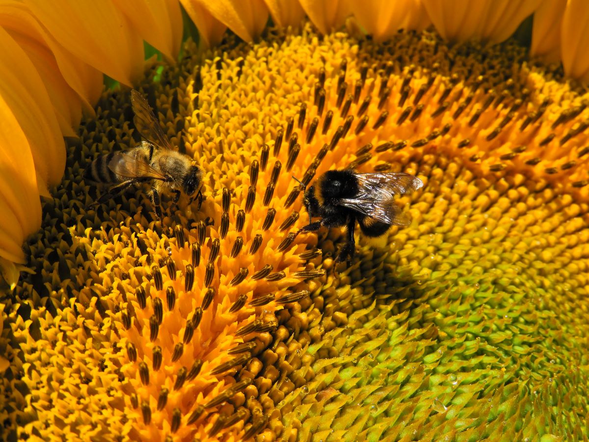 Hírek 2021.11.22. A rovarölő szerek állnak a méhek és más beporzást végző fajok világszerte megfigyelt, gyors ütemű visszaszorulása mögött.