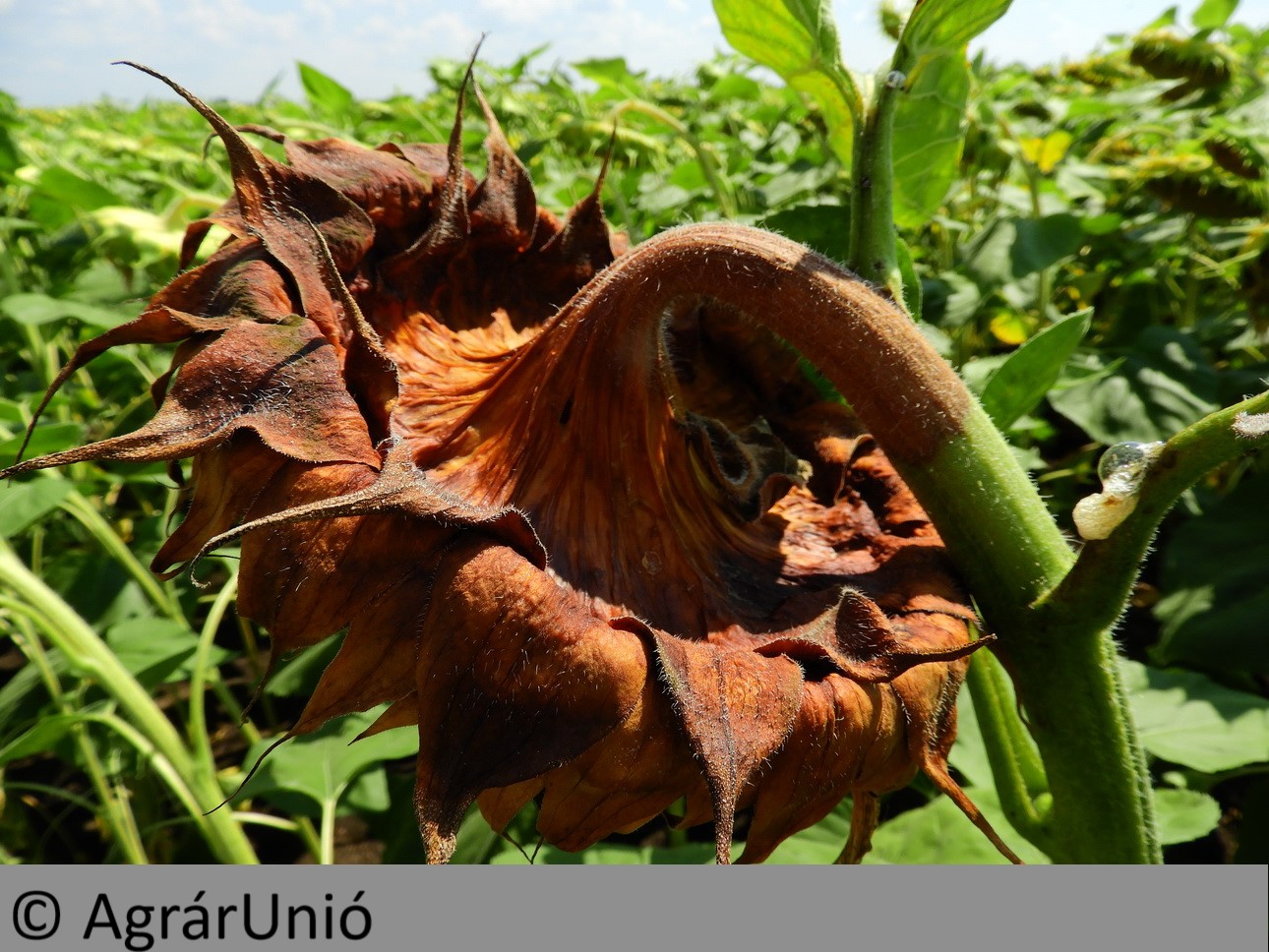 NapiKép 2018.08.03.