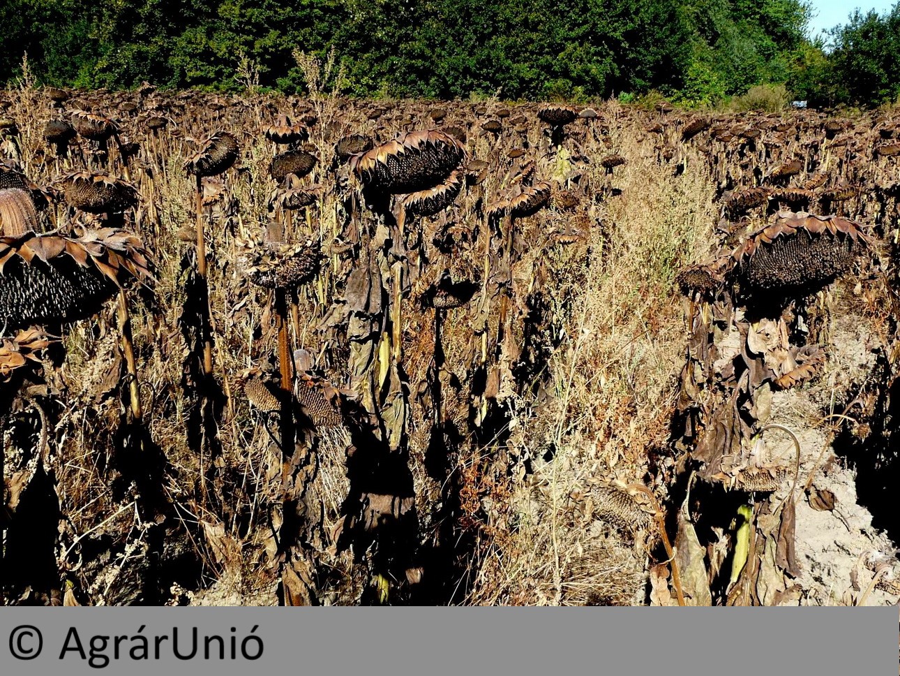 NapiKép 2018.08.08.