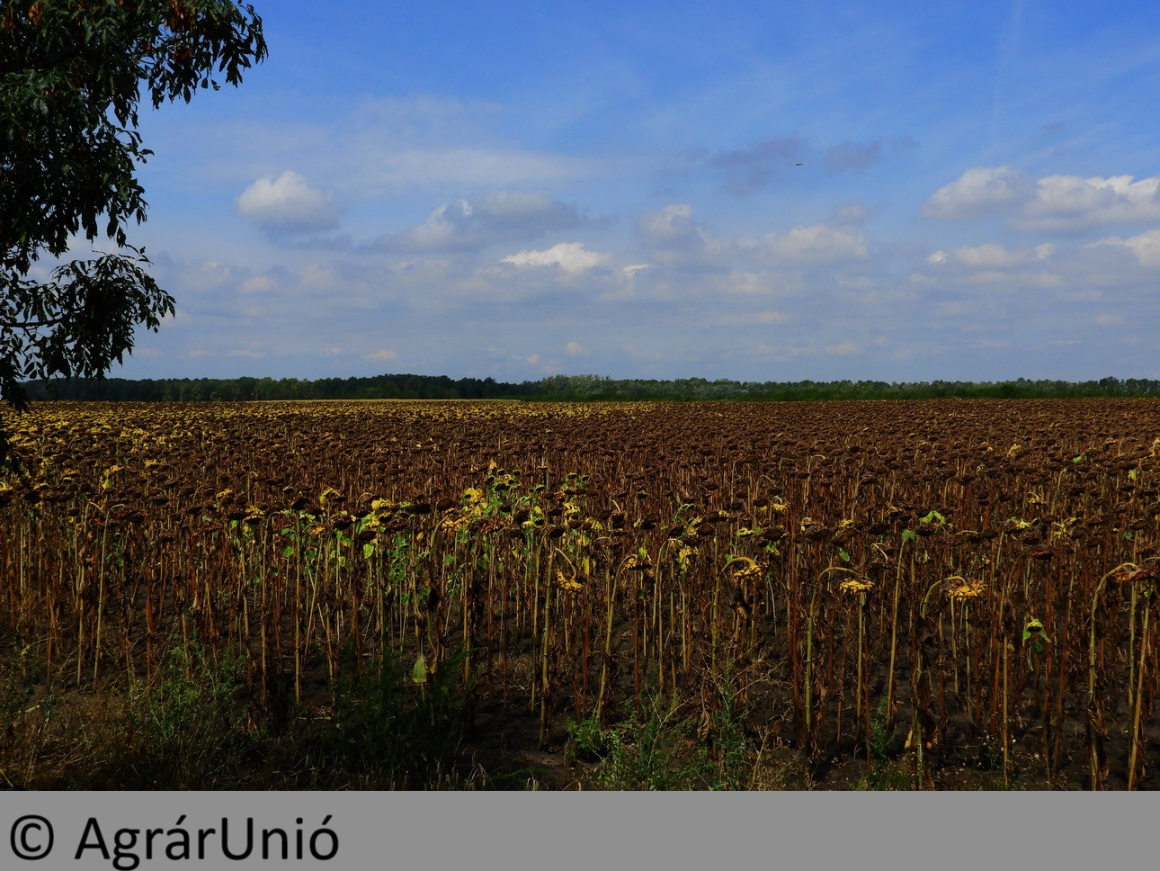 NapiKép 2018.08.17.