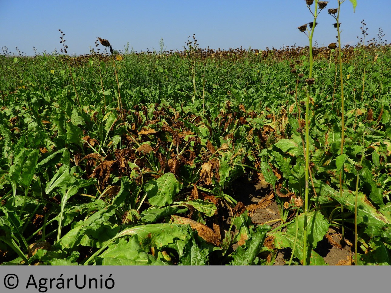 NapiKép 2018.08.23.