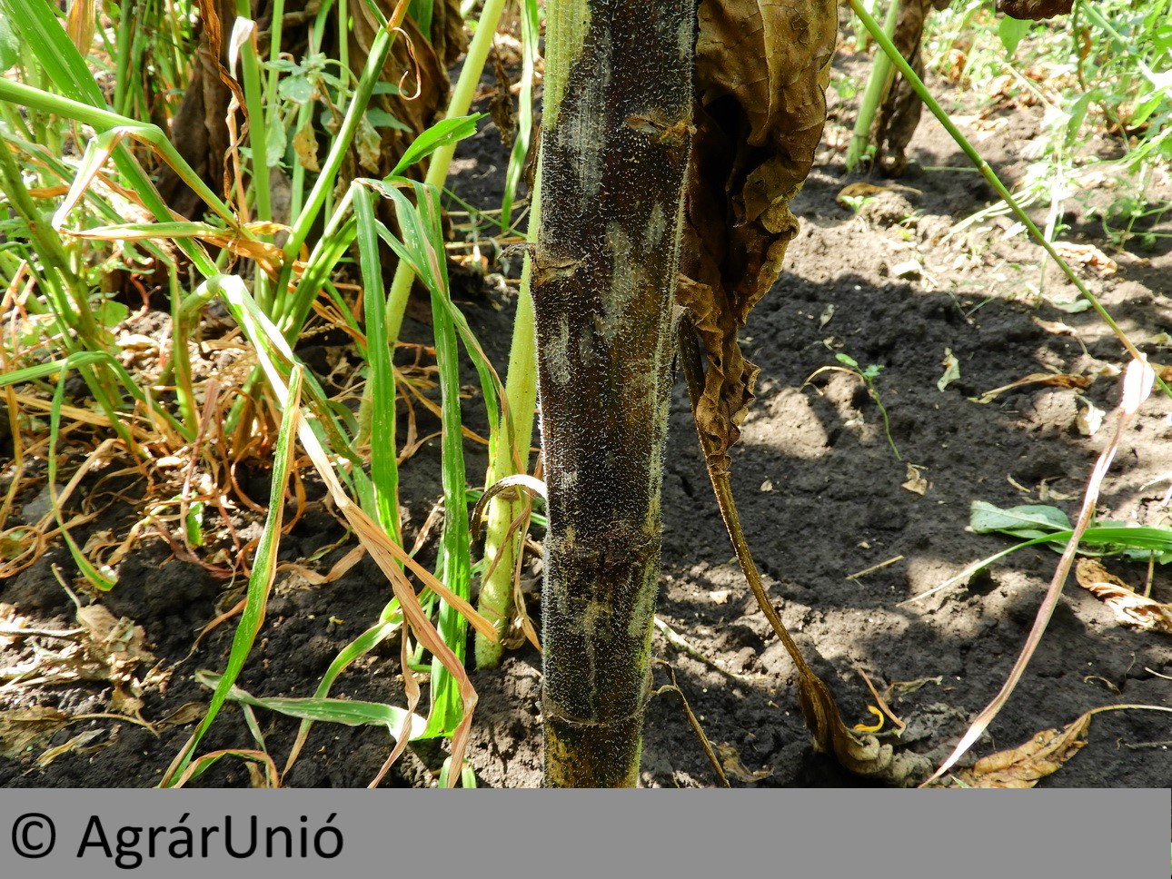 NapiKép 2018.08.24.