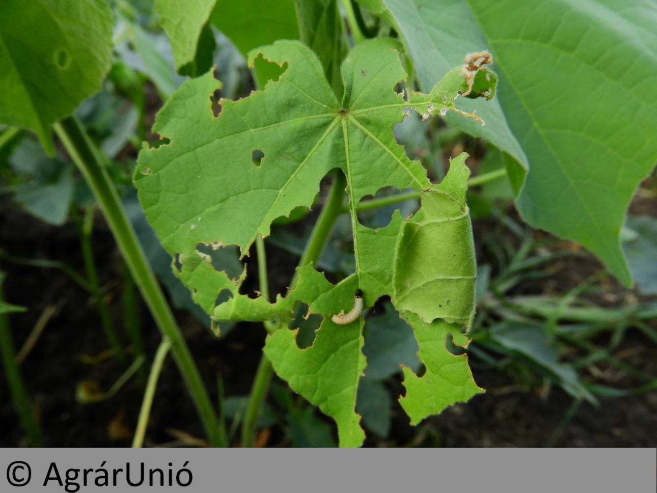NapiKép 2018.08.25.