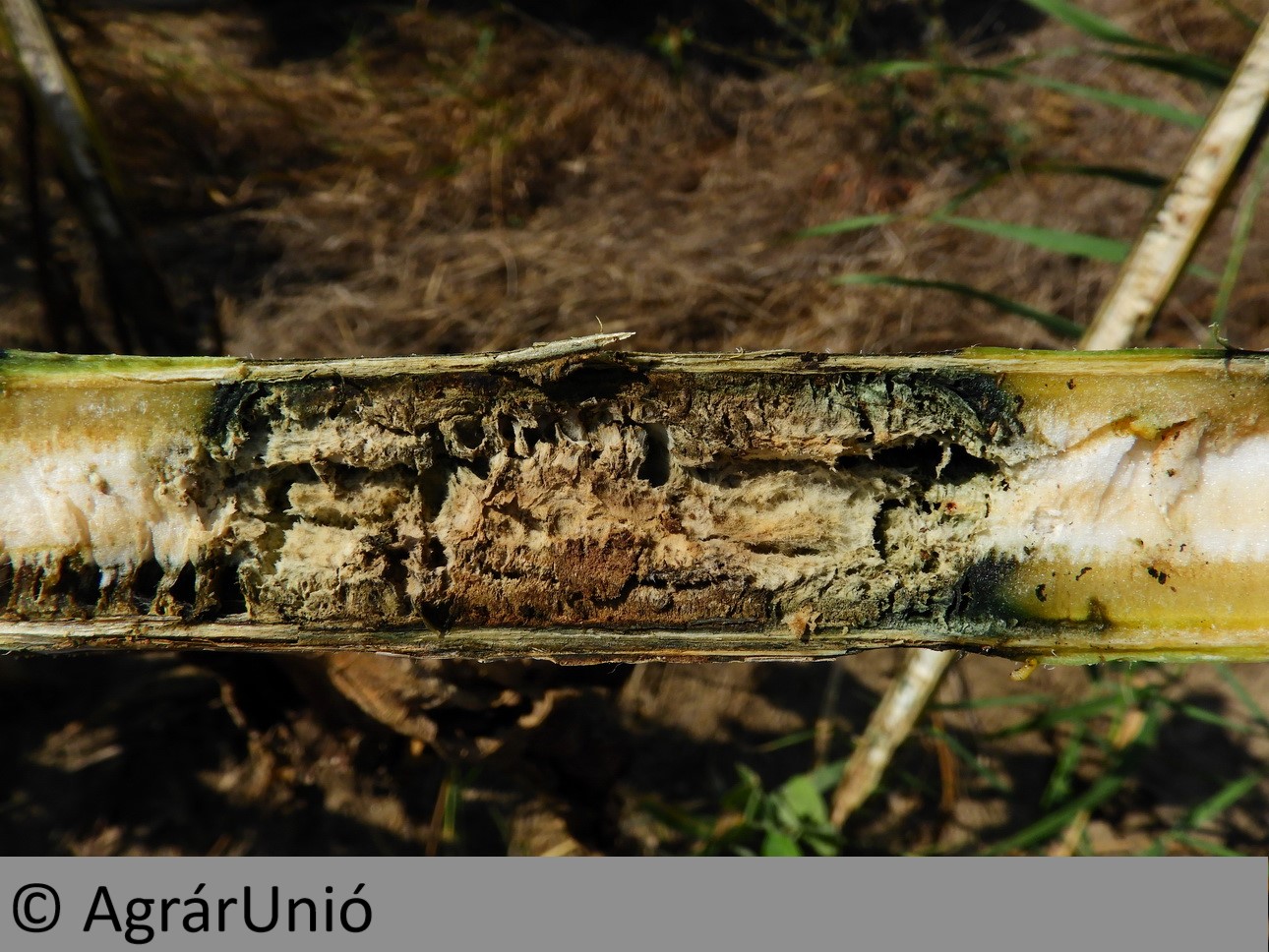 NapiKép 2018.08.31.