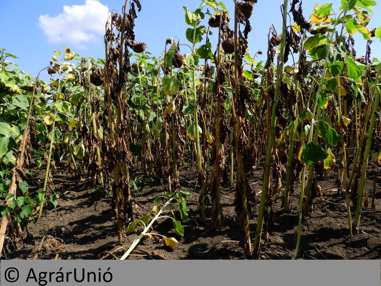 NapiKép 2018.08.19.