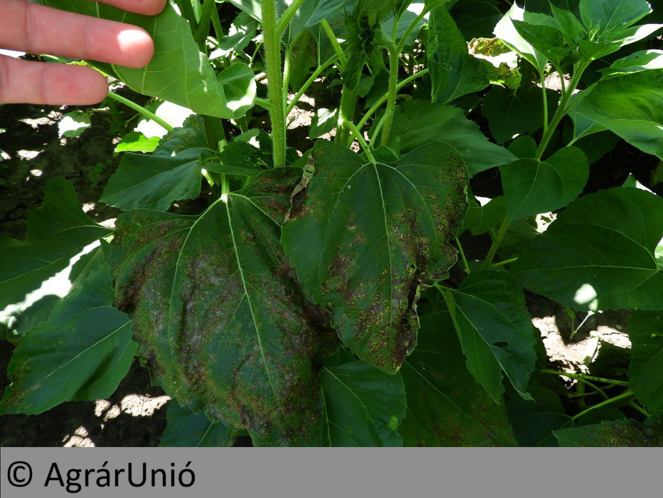 NapiKép 2018.07.09.