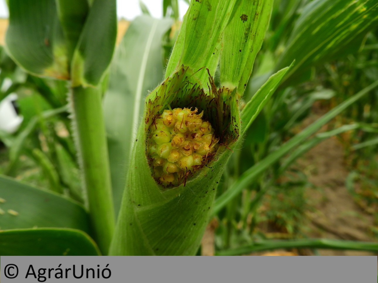 NapiKép 2018.07.11.