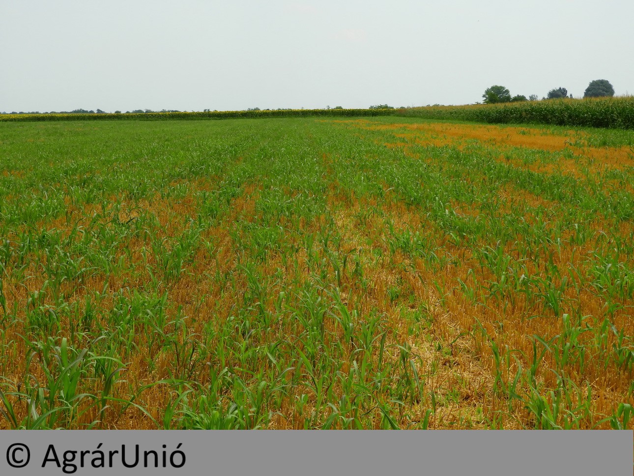 NapiKép 2018.07.13.