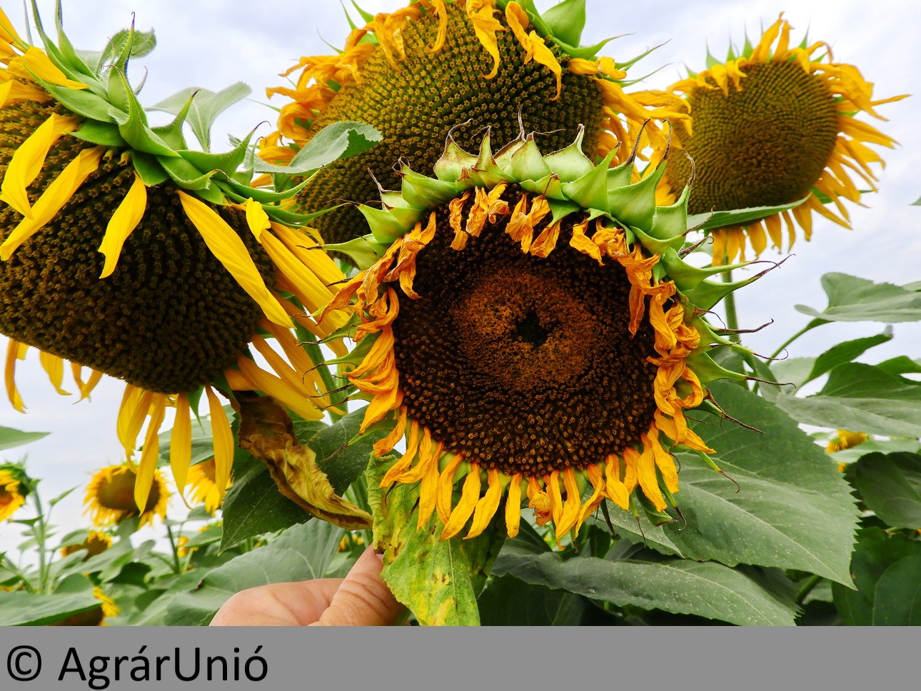 NapiKép 2018.07.16.