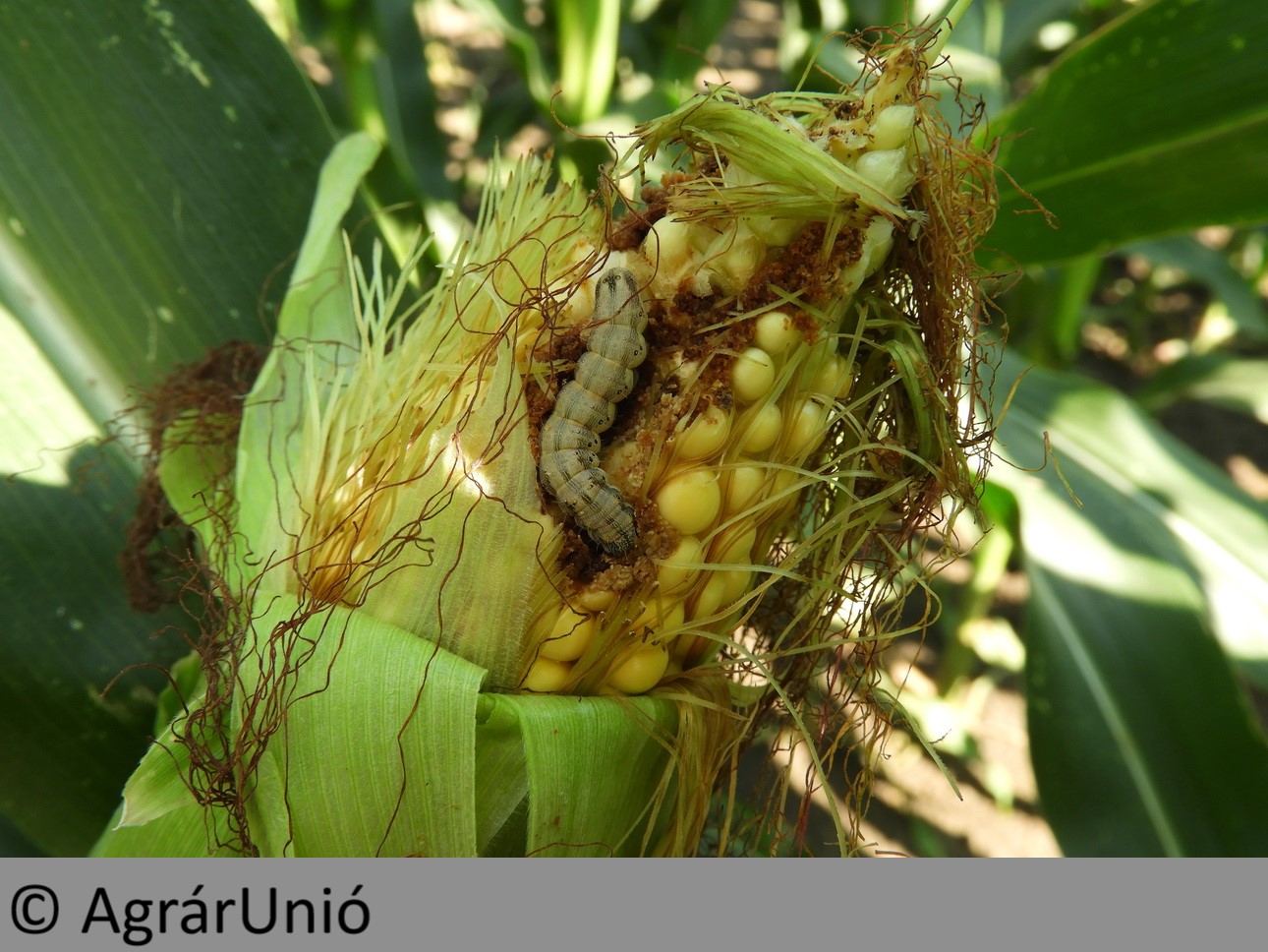 NapiKép 2018.07.24.
