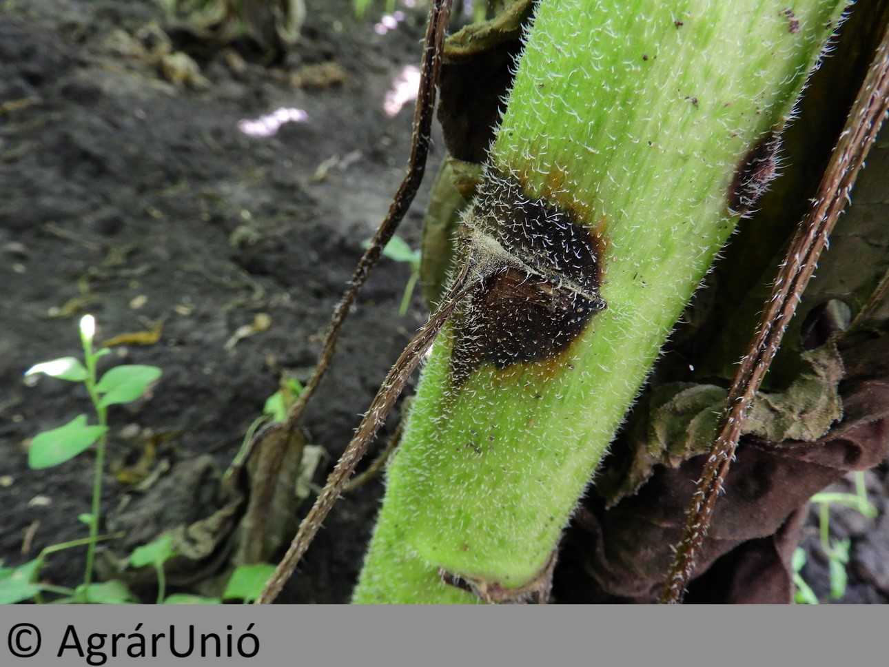 NapiKép 2018.07.25.