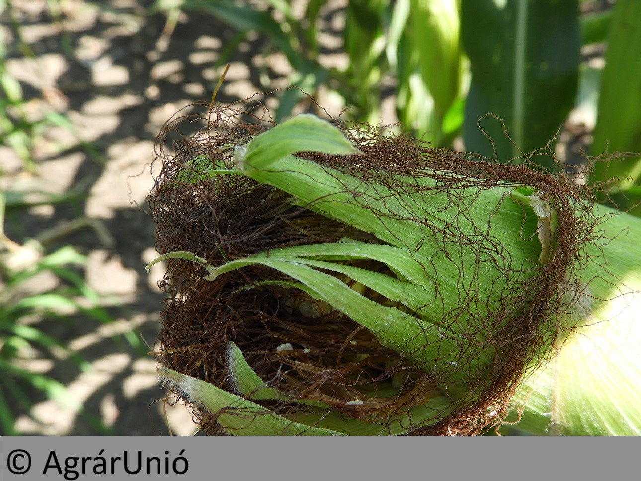 NapiKép 2018.07.31.