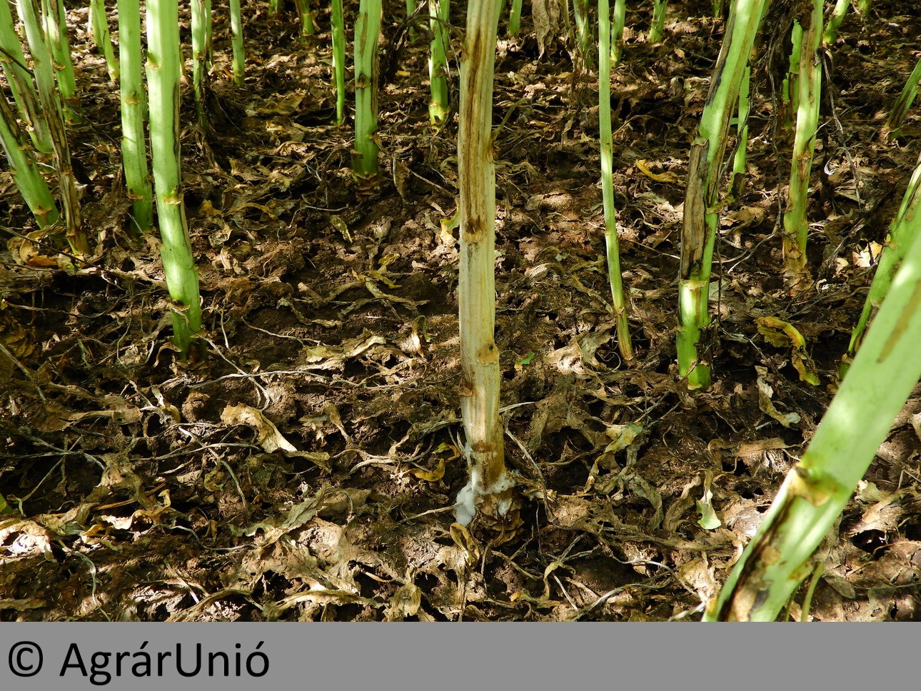 NapiKép 2018.06.17.