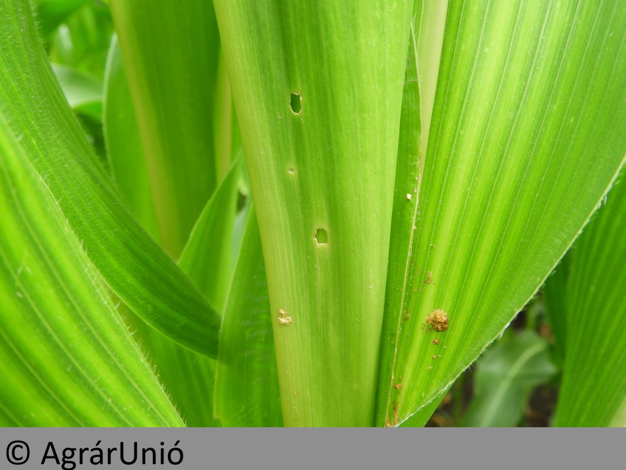 NapiKép 2018.06.18.