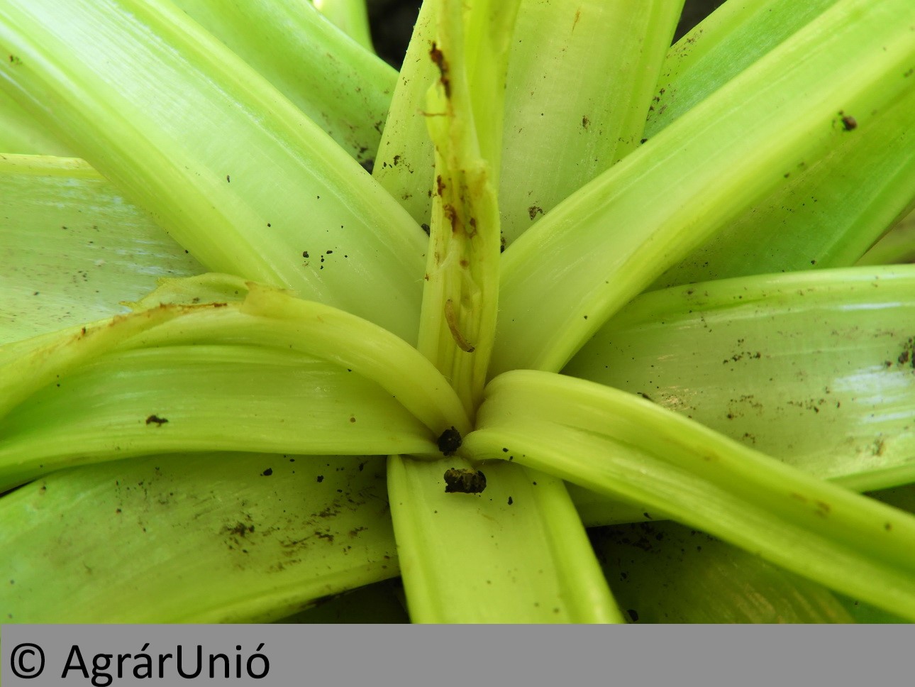 NapiKép 2018.06.28.