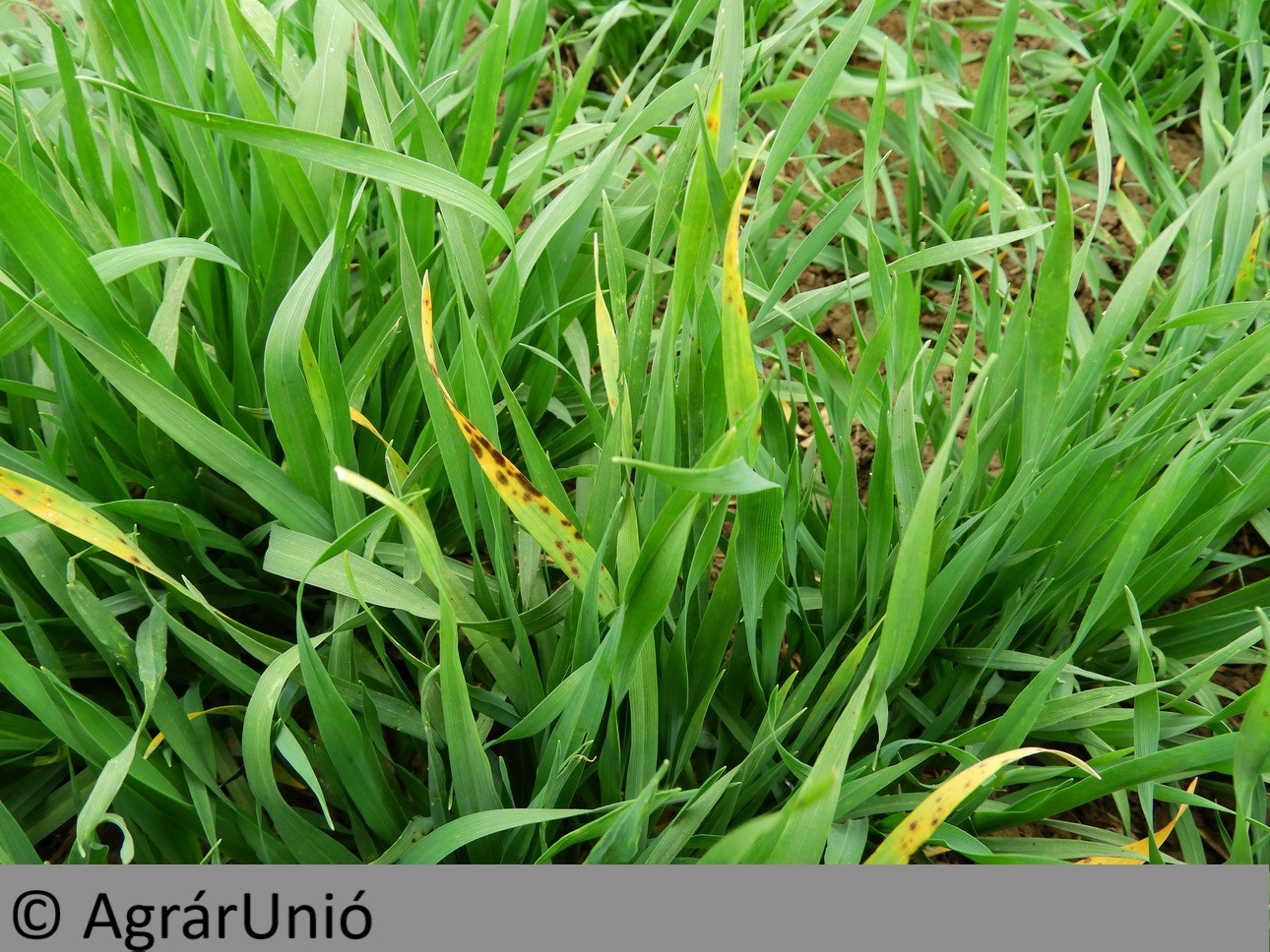 NapiKép 2019.04.02.