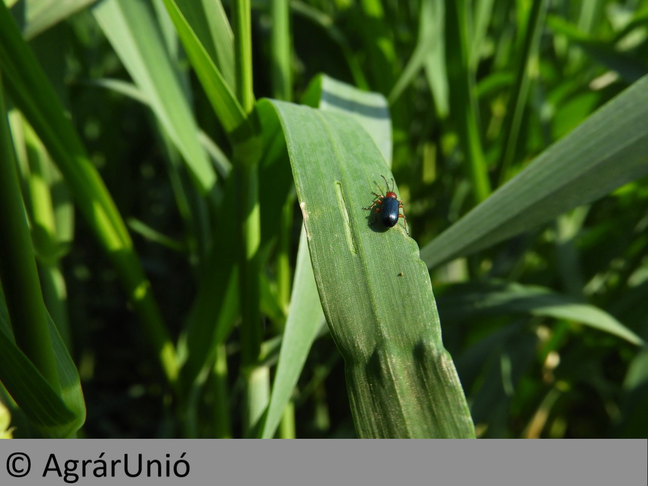 NapiKép 2019.04.07.