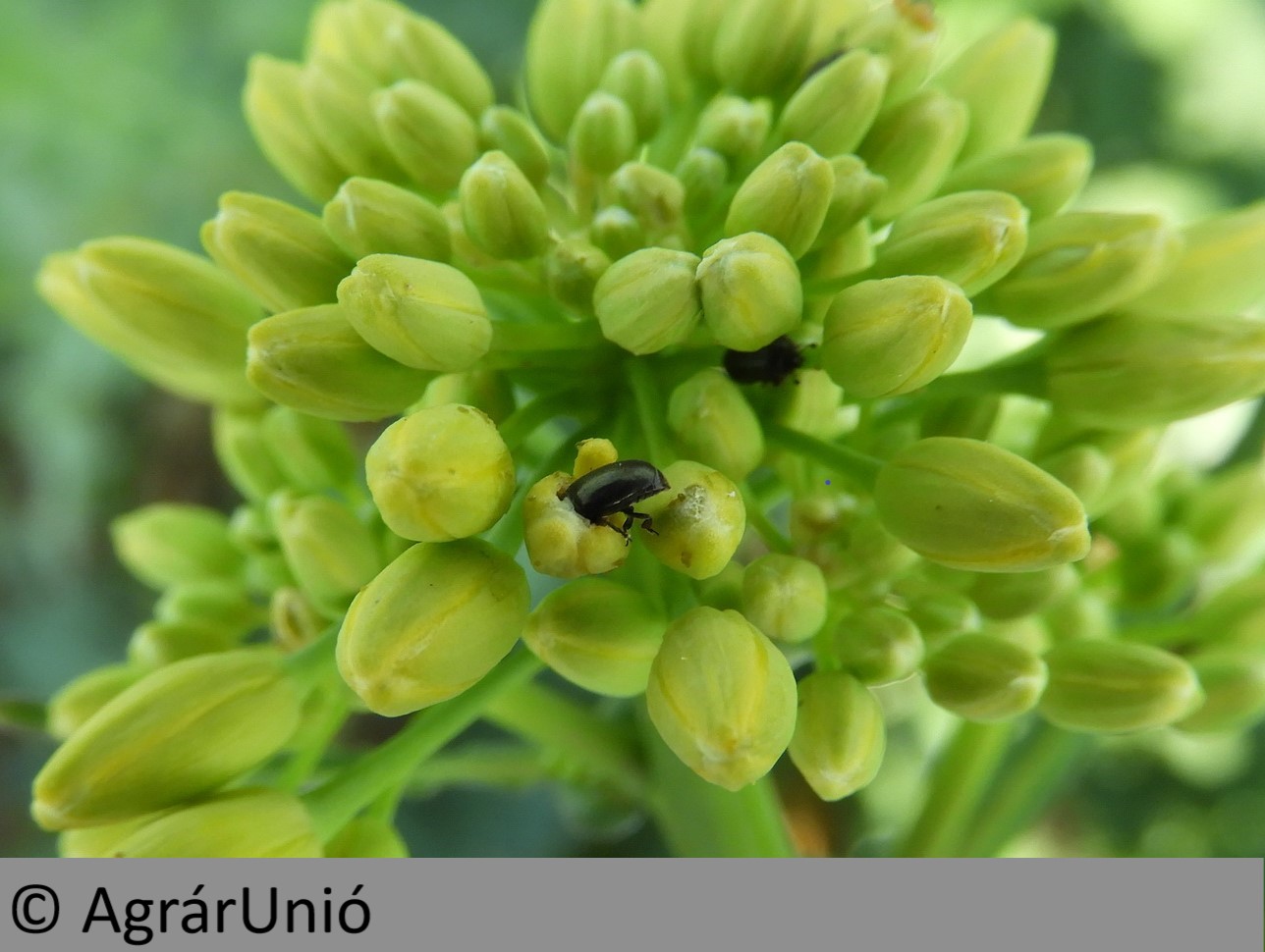 NapiKép 2019.04.11.