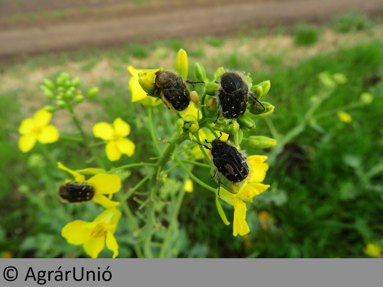 NapiKép 2019.04.13.