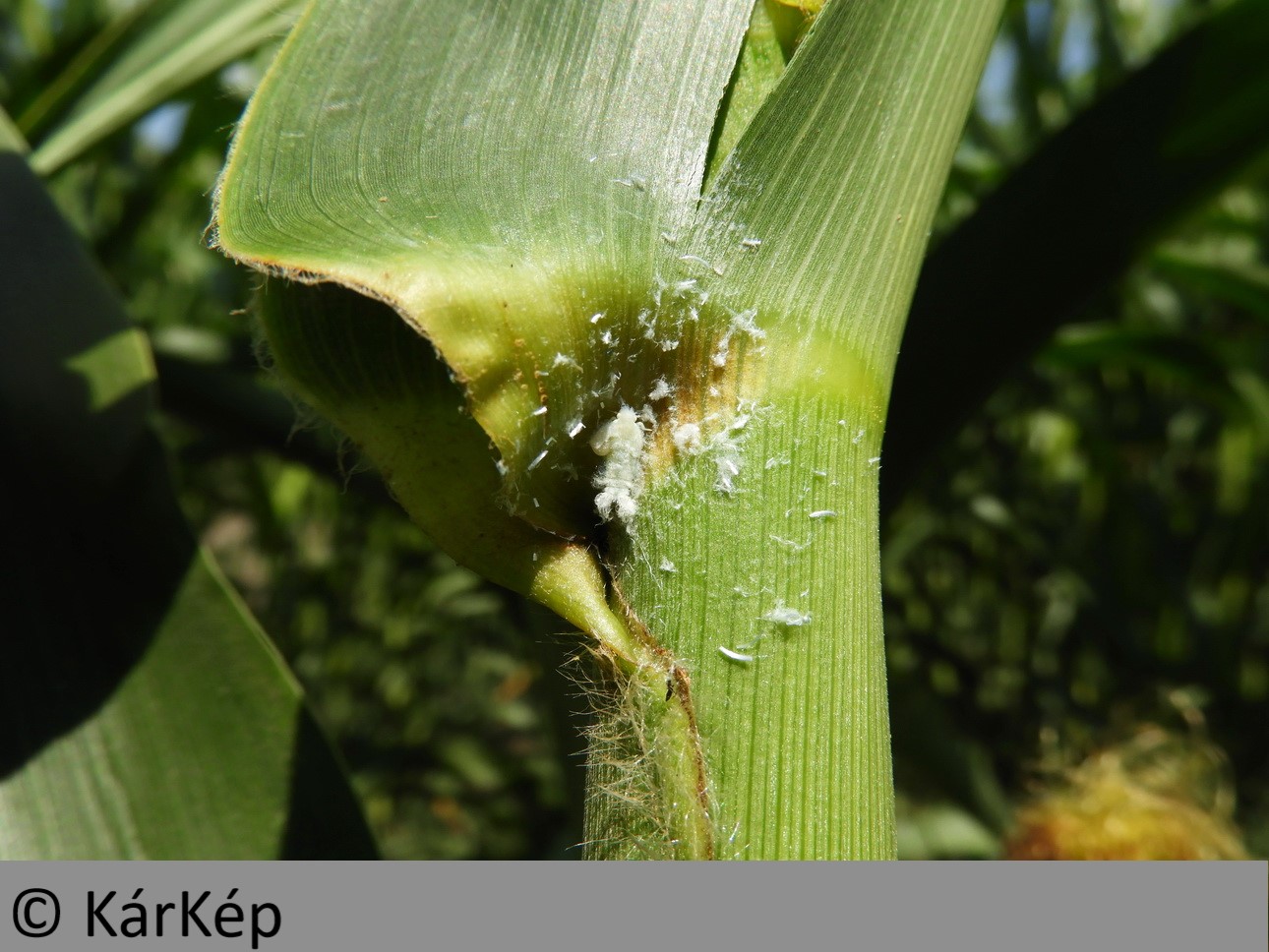 NapiKép 2019.08.05.