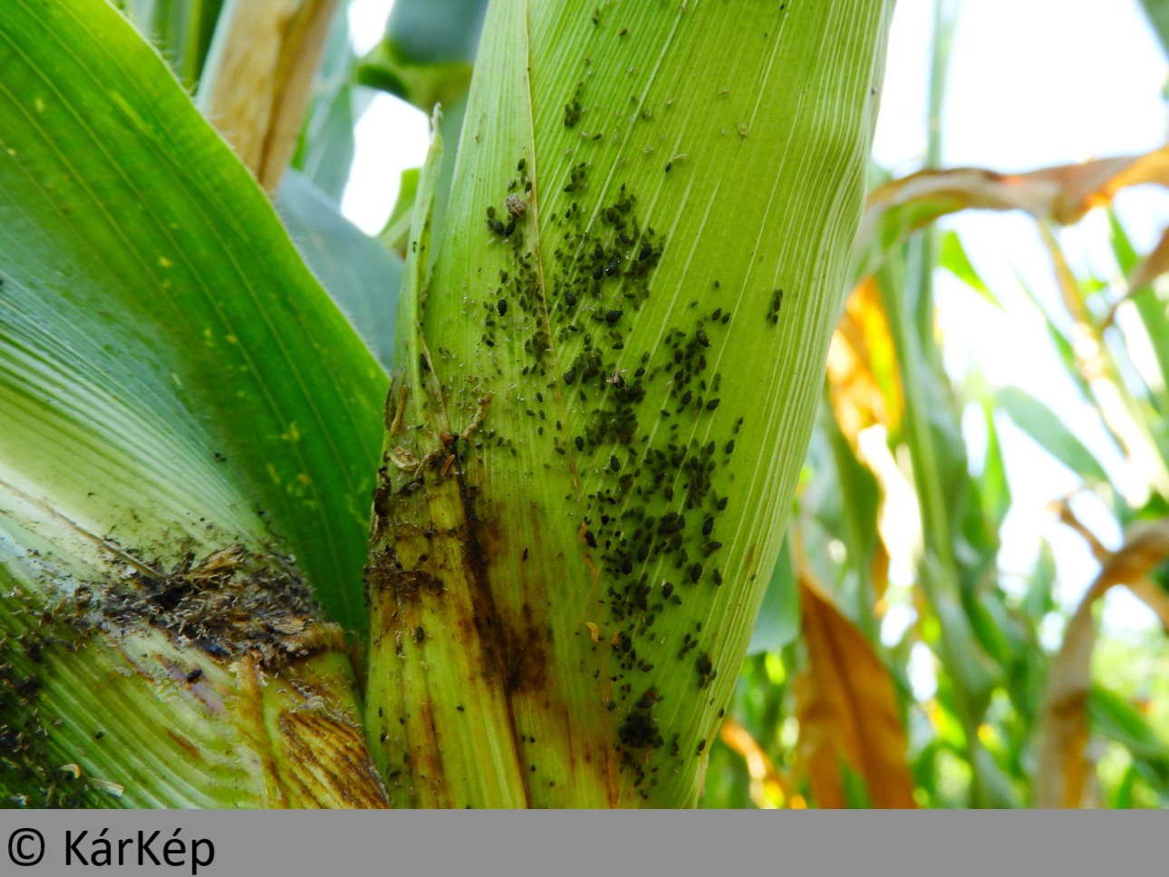 NapiKép 2019.08.15.