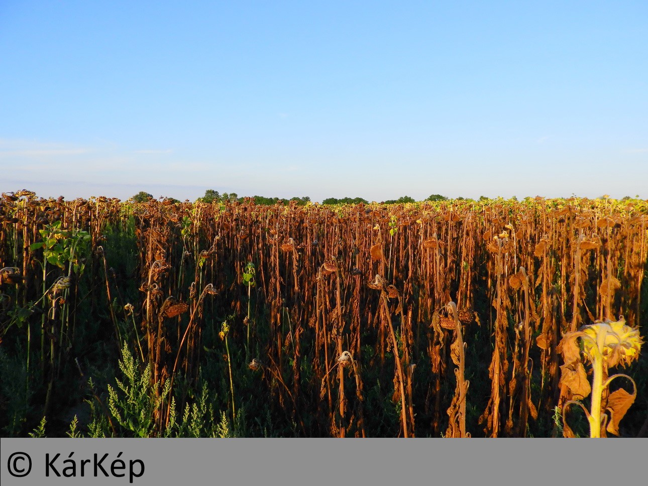 NapiKép 2019.08.16.