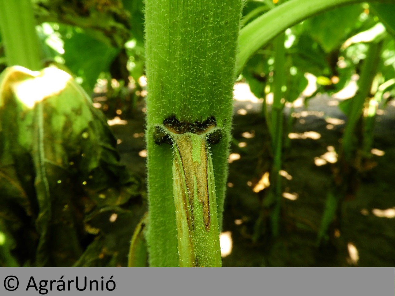 NapiKép 2019.07.09.