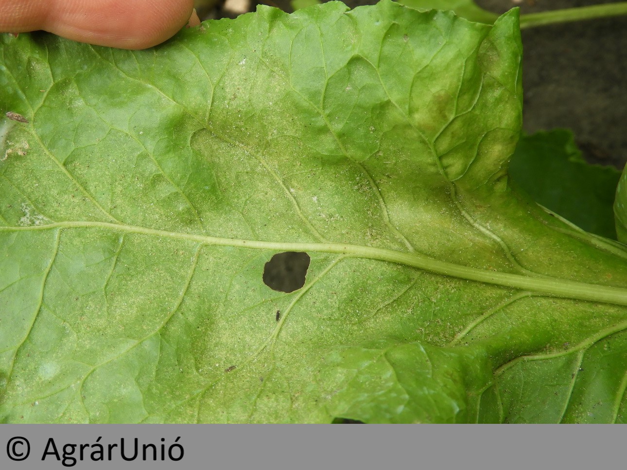 NapiKép 2019.07.10.