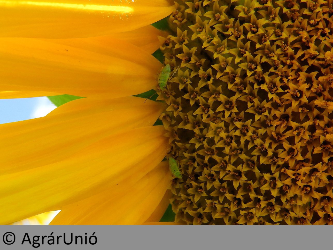 NapiKép 2019.07.31.