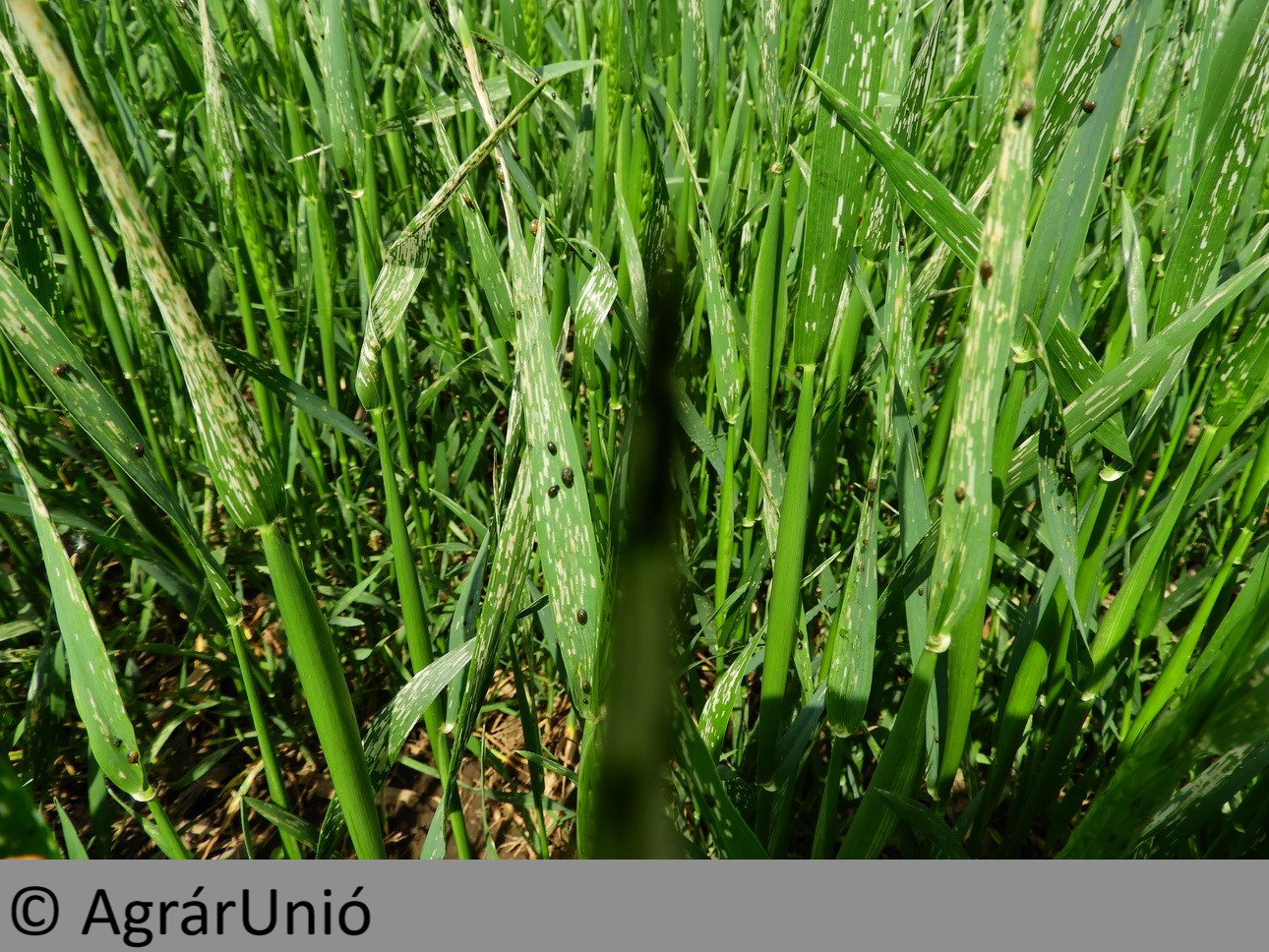 NapiKép 2019.05.09.