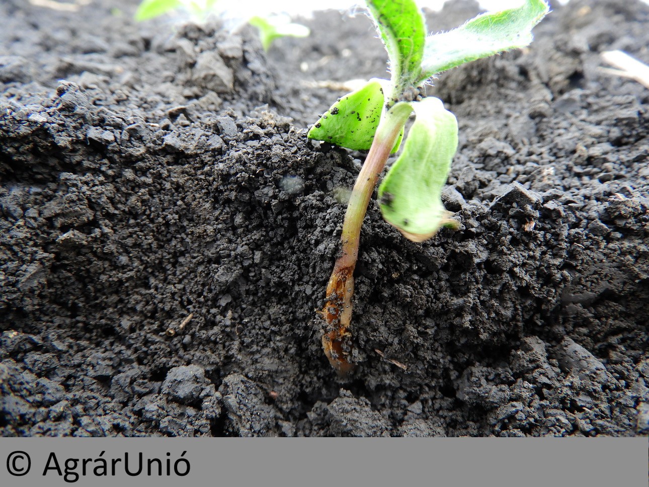 NapiKép 2019.05.10.