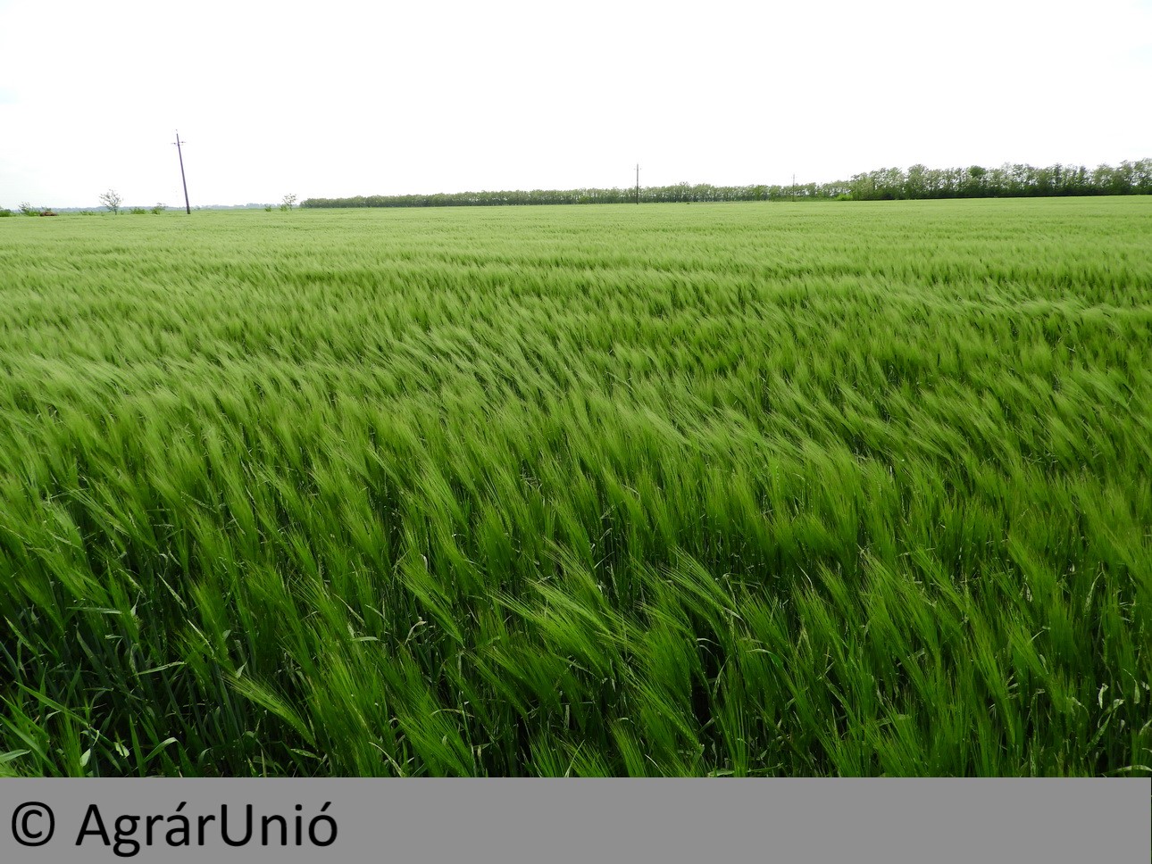 NapiKép 2019.05.17.