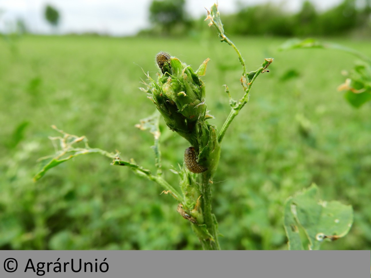 NapiKép 2019.05.20.