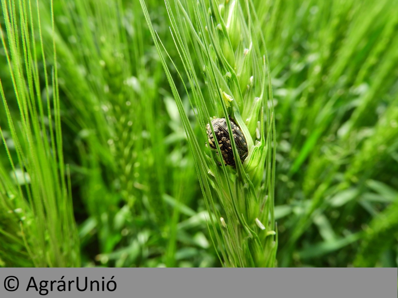 NapiKép 2019.05.21.
