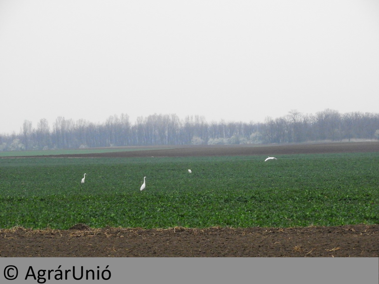 NapiKép 2019.03.28.