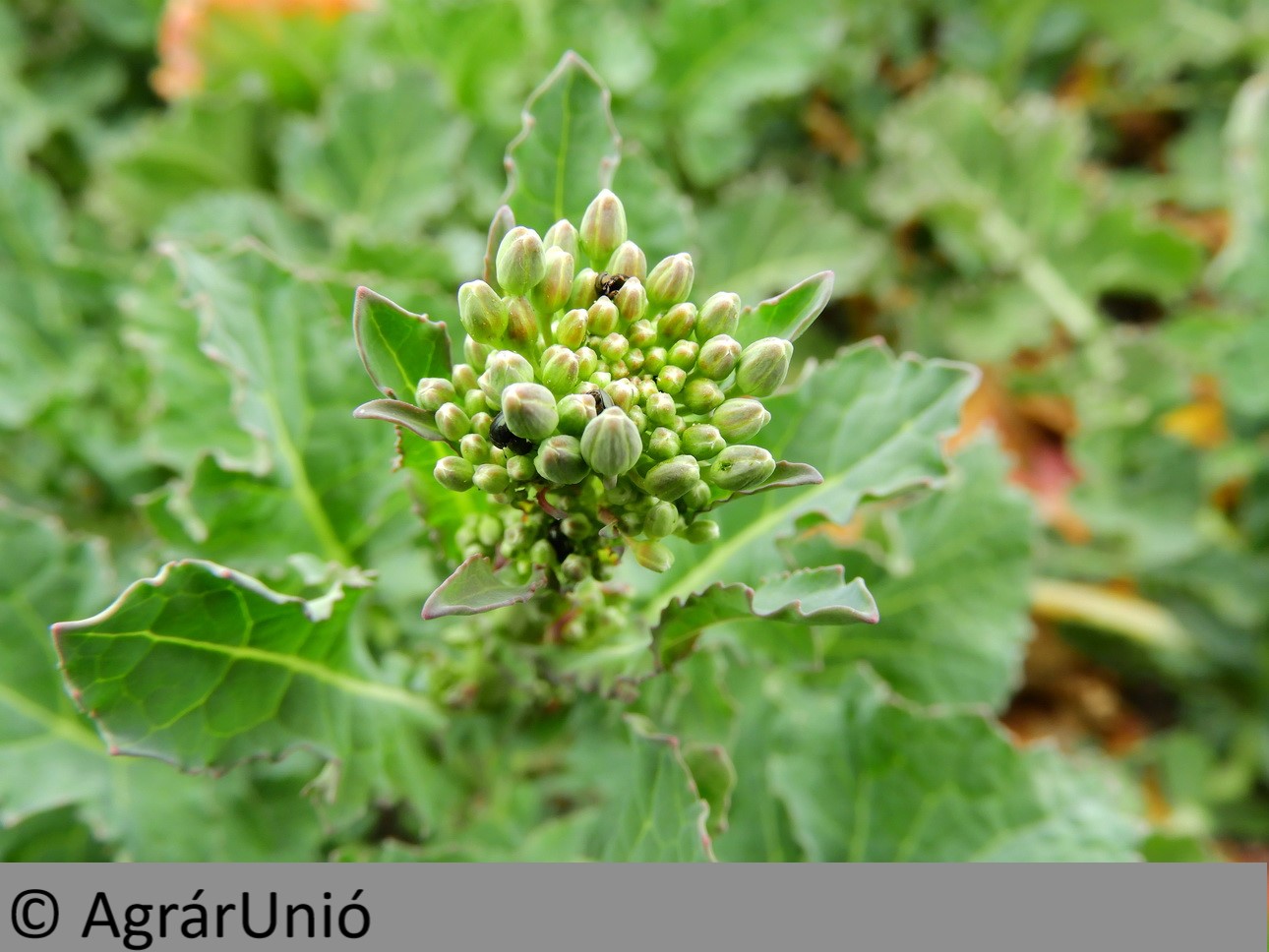 NapiKép 2019.03.29.