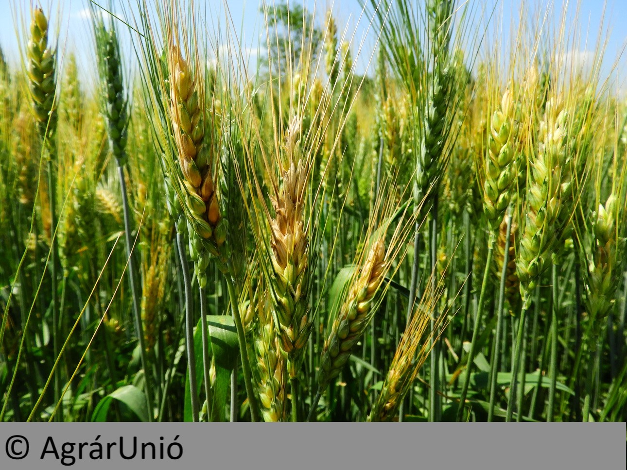 Napikép 2019.10.11.