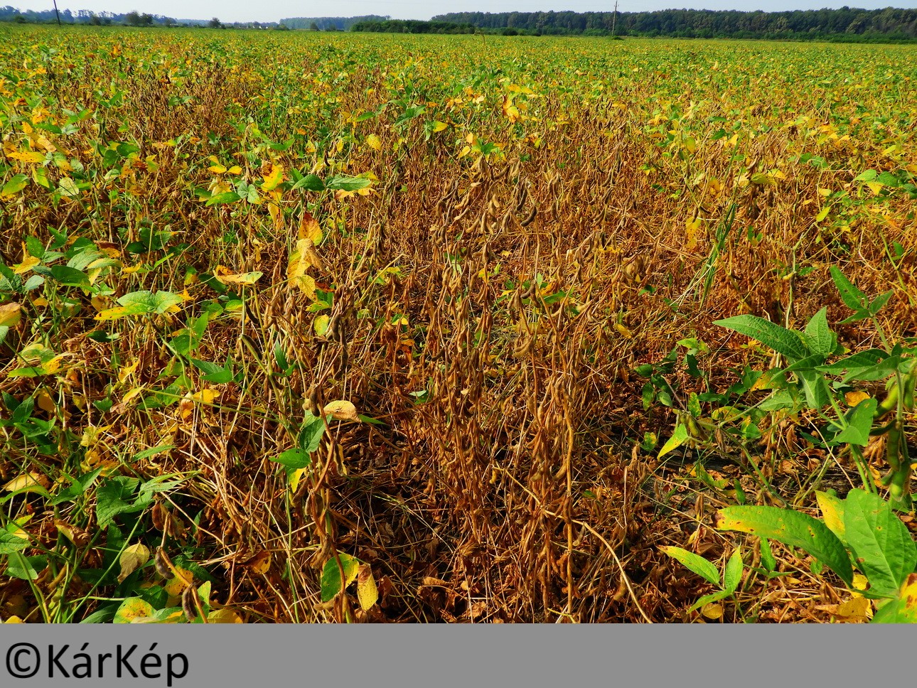 NapiKép 2019.09.01.