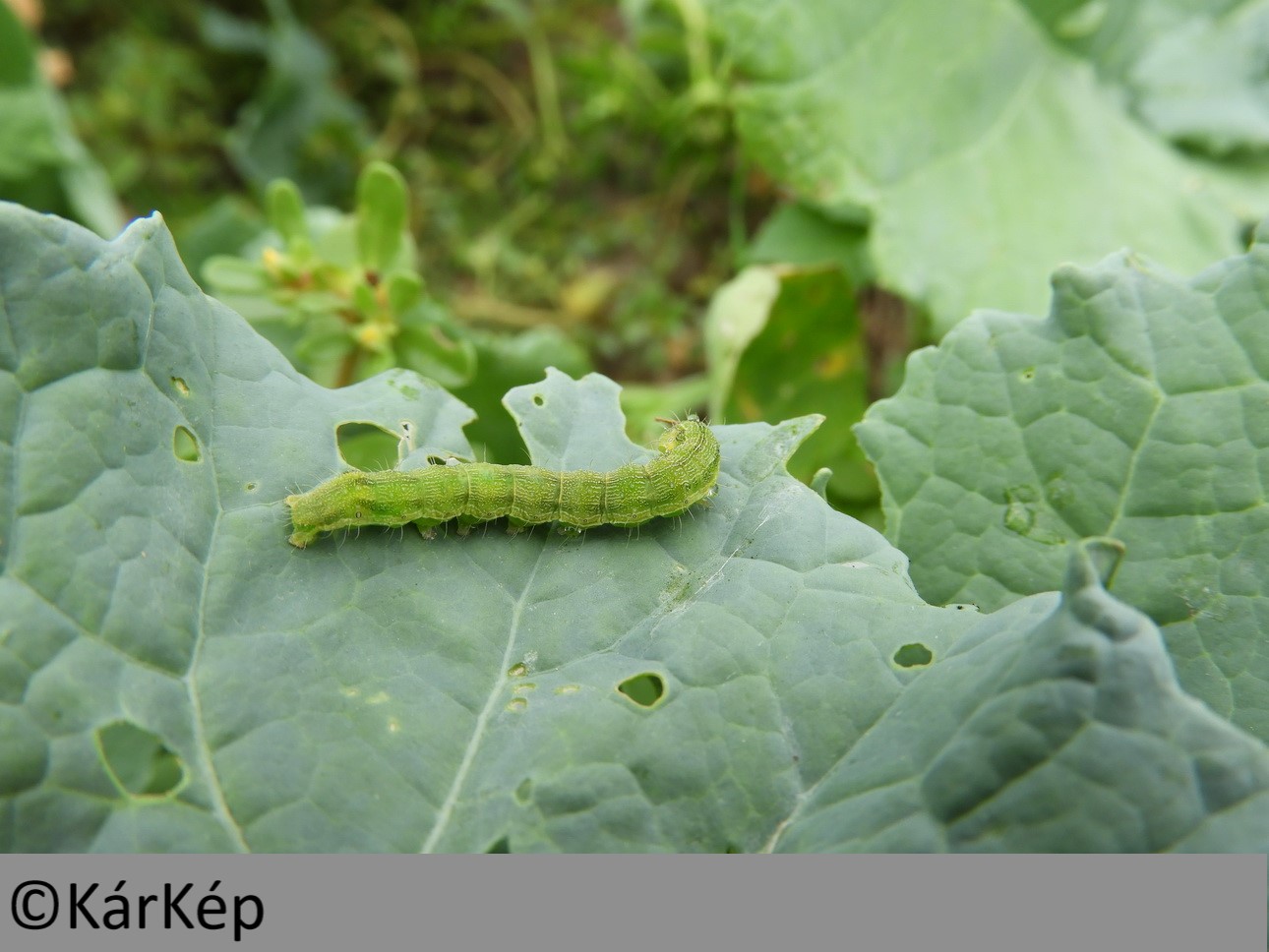 NapiKép 2019.09.06.