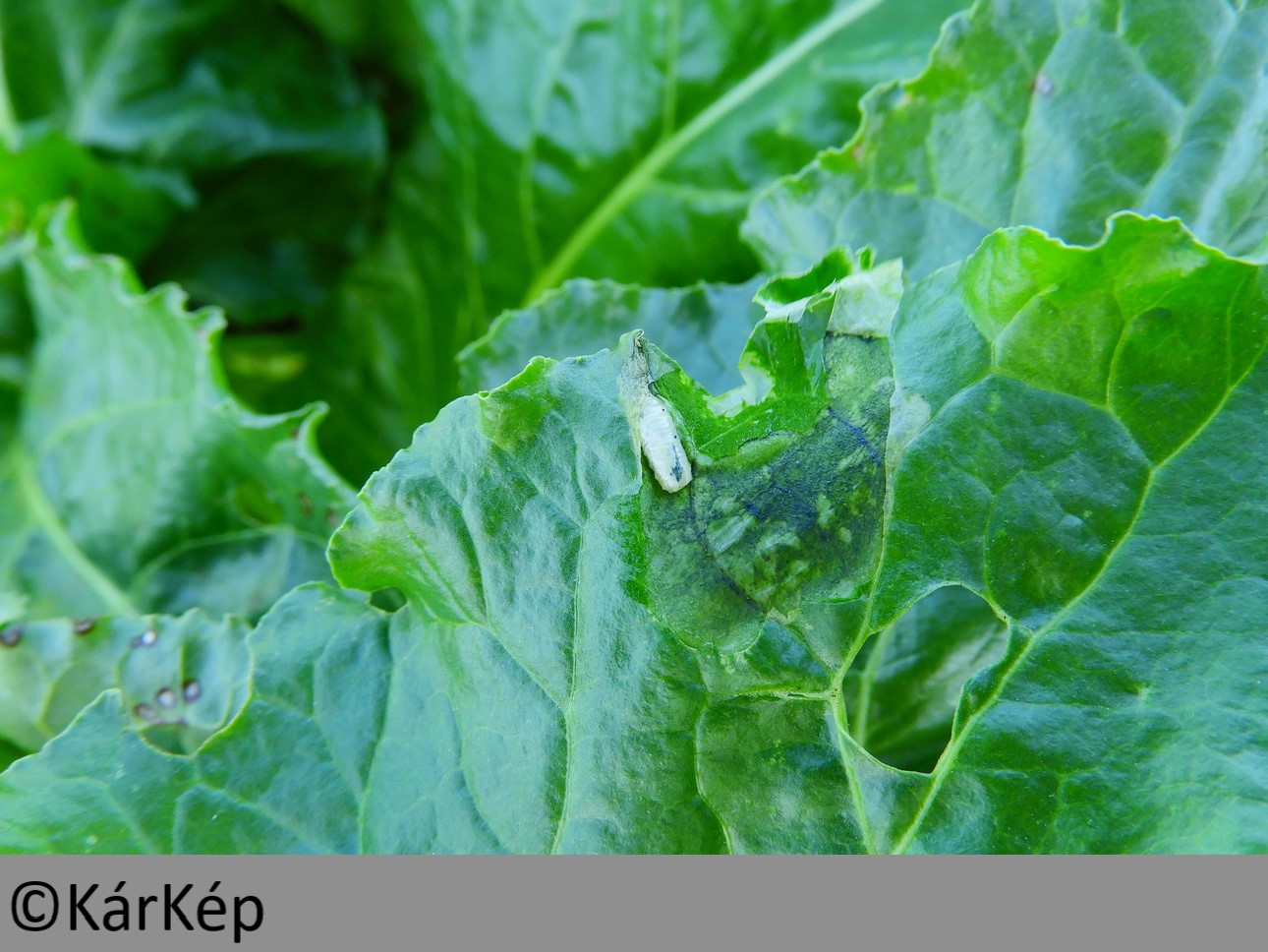 NapiKép 2019.09.24.