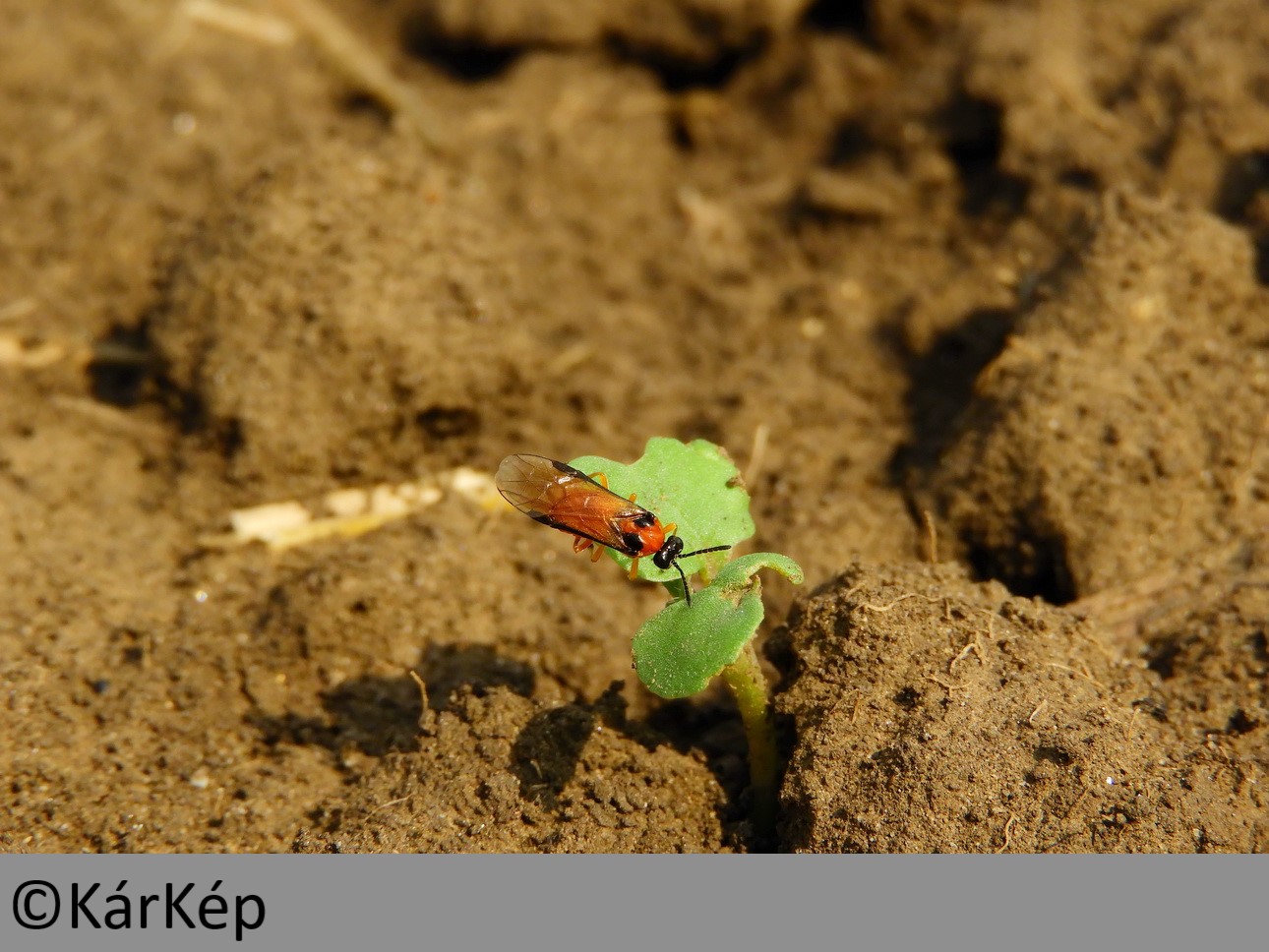 NapiKép 2019.09.23.