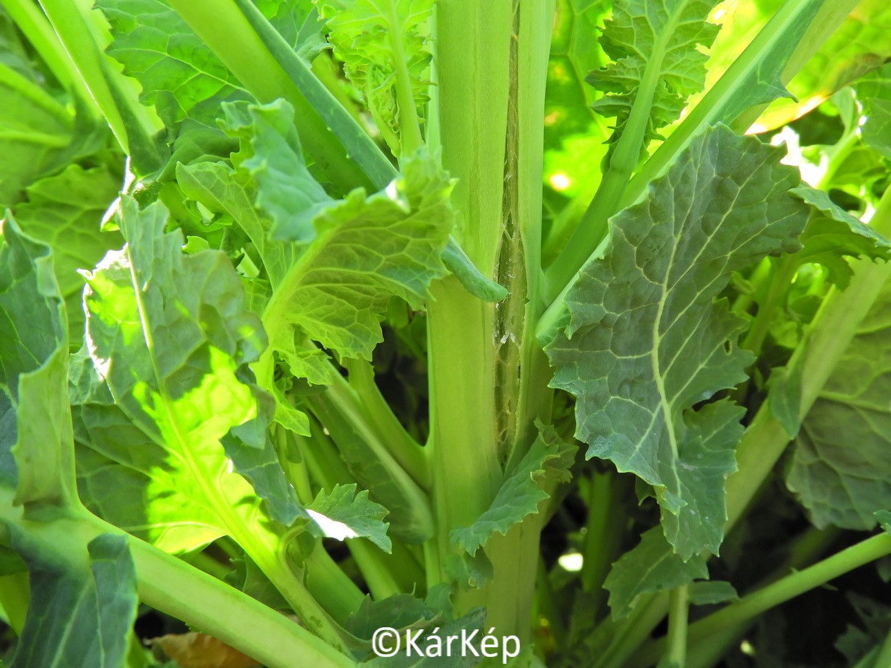 NapiKép 2020.04.04.