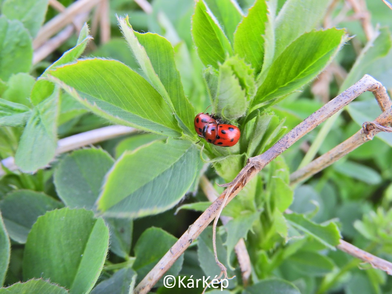 NapiKép 2020.04.06.