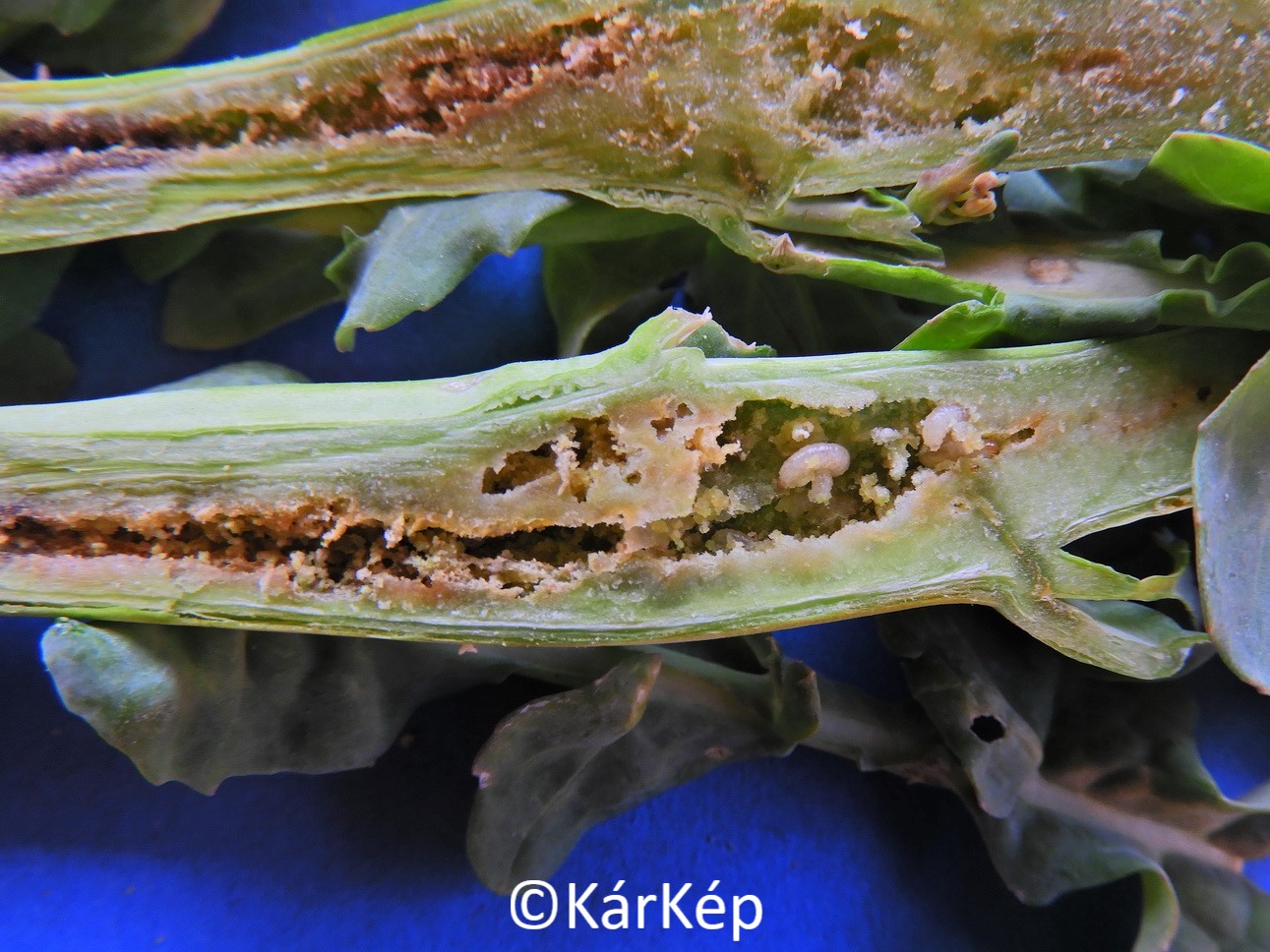 NapiKép 2020.04.21.