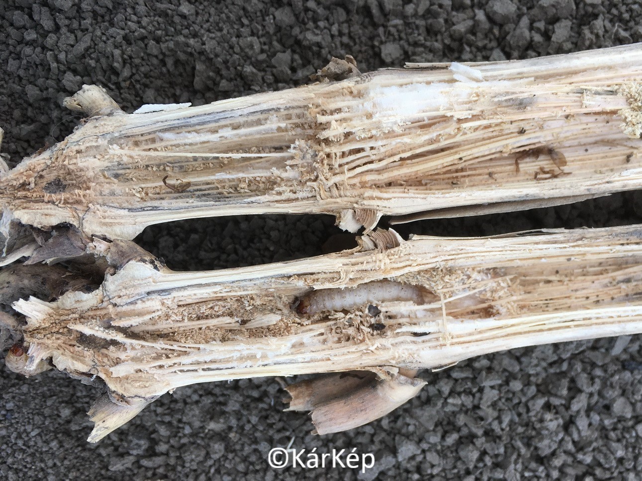 NapiKép 2020.04.22.