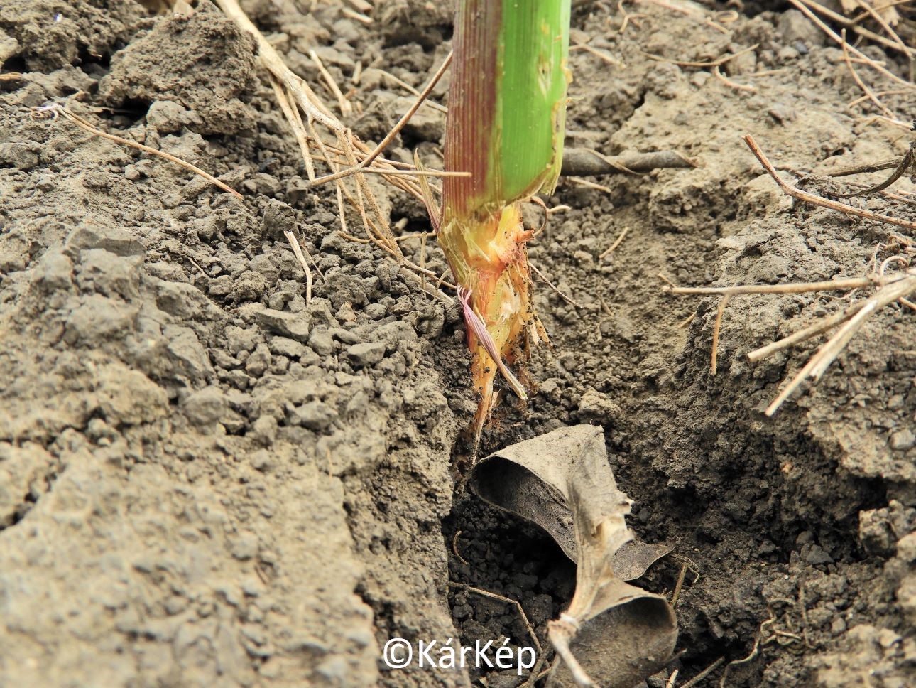 NapiKép 2020.08.09.