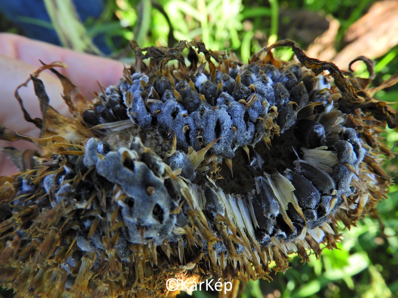 NapiKép 2020.08.14.