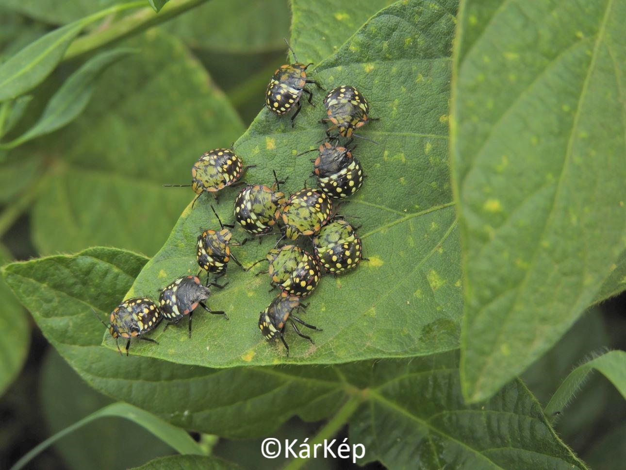 NapiKép 2020.08.20.