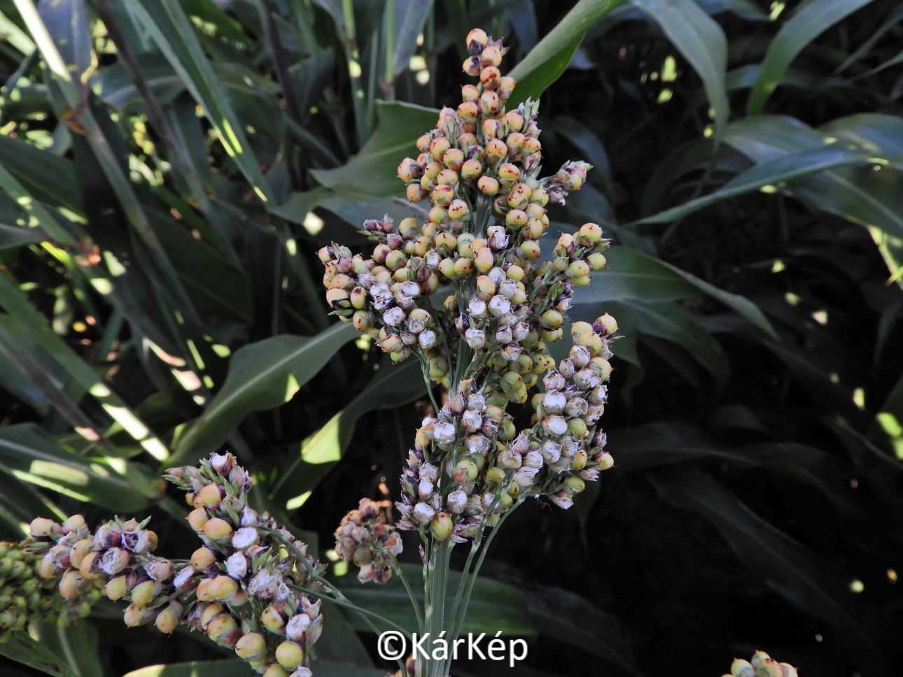 NapiKép 2020.08.22.