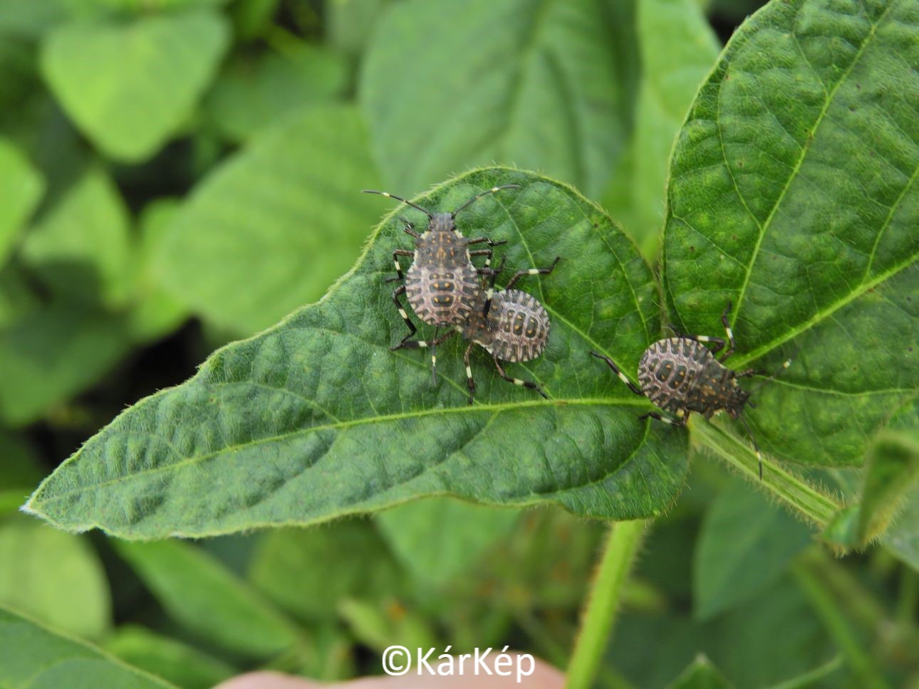 NapiKép 2020.08.28.